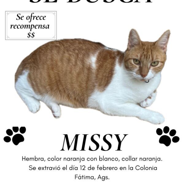 cartel de gato perdido