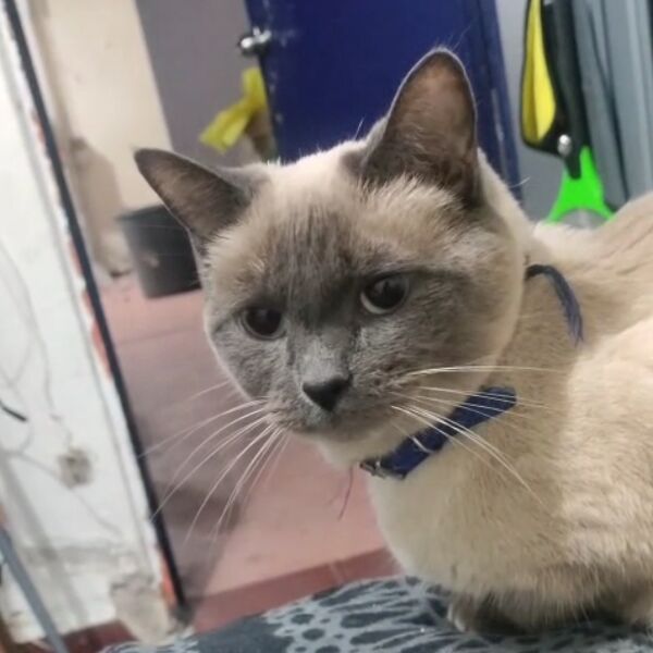 cartel de gato perdido