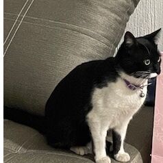 cartel de gato perdido