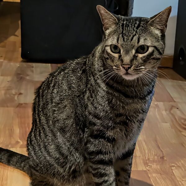 cartel de gato perdido