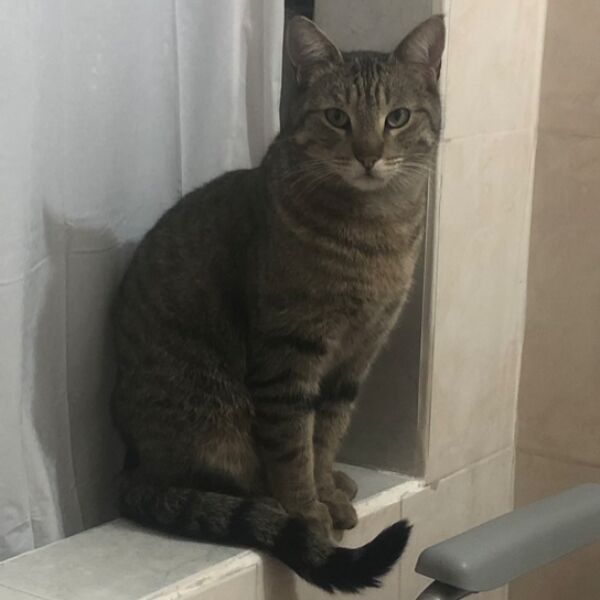 cartel de gato perdido