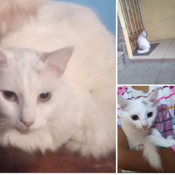 cartel de gato perdido