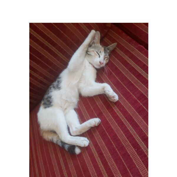 cartel de gato perdido