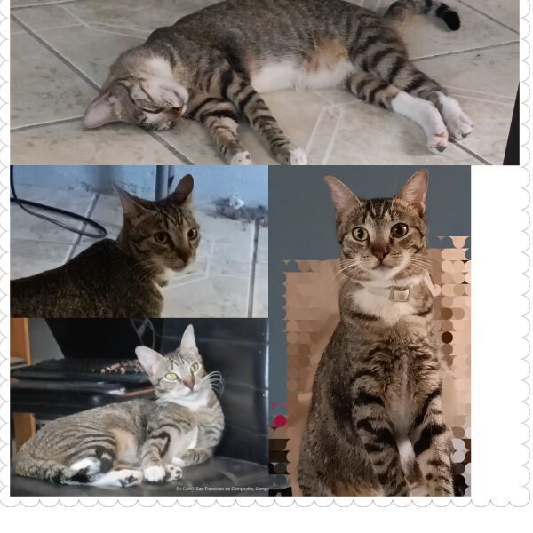 cartel de gato perdido