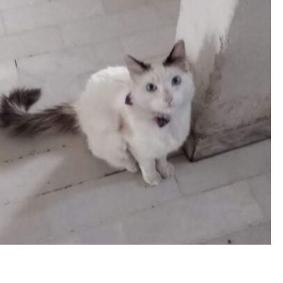 cartel de gato perdido