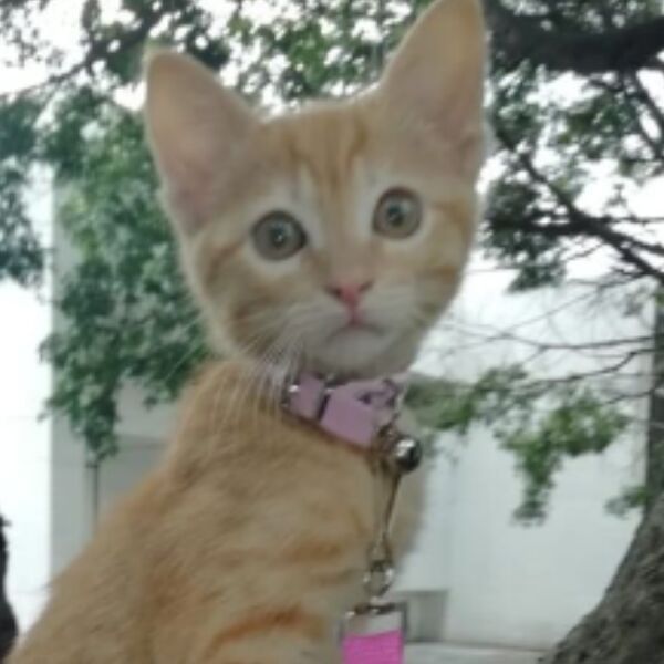 cartel de gato perdido