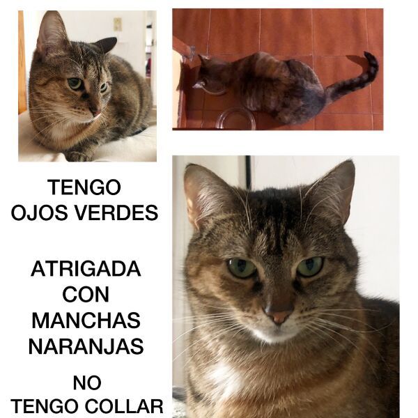 cartel de gato perdido