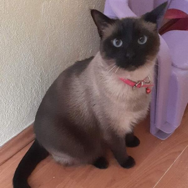 cartel de gato perdido