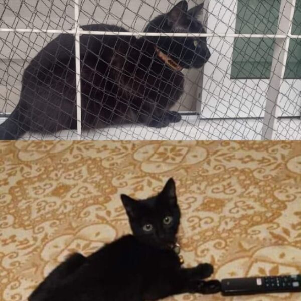 cartel de gato perdido