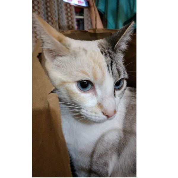 cartel de gato perdido