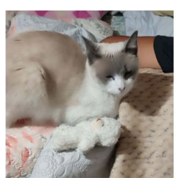 cartel de gato perdido