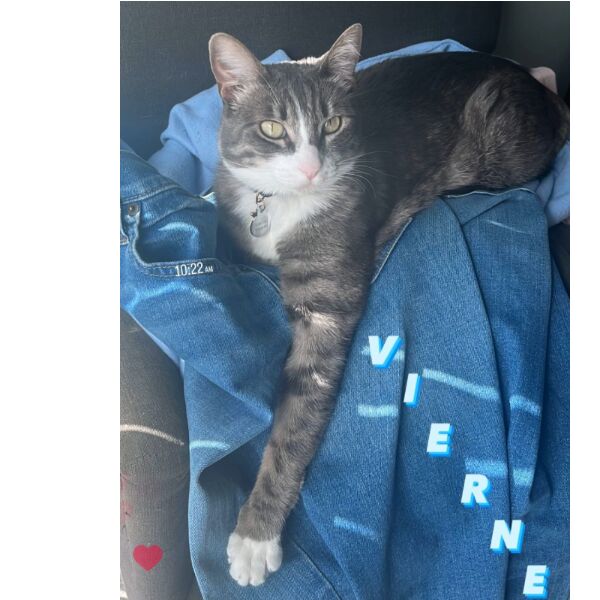 cartel de gato perdido