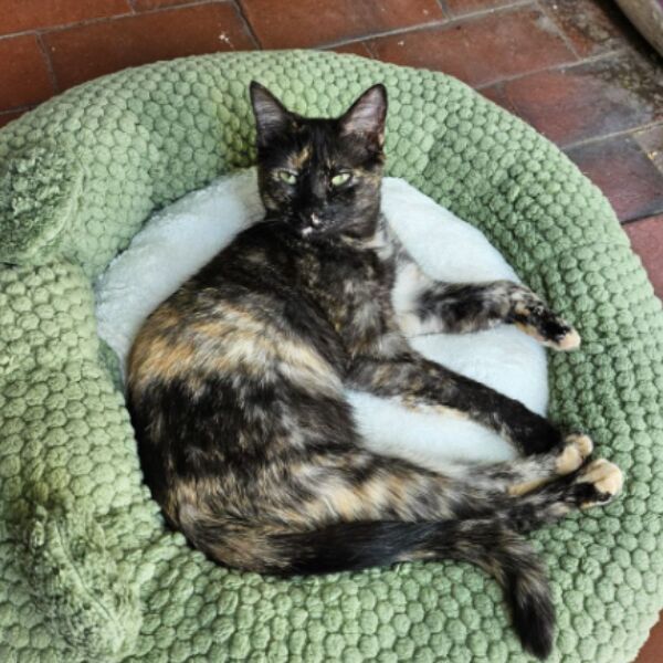 cartel de gato perdido