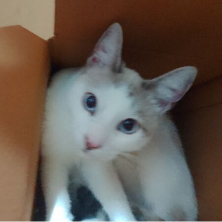 cartel de gato perdido