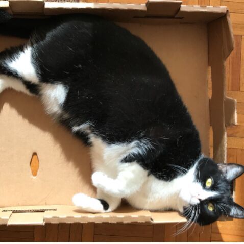 cartel de gato perdido