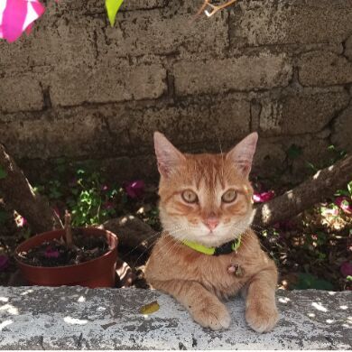 cartel de gato perdido