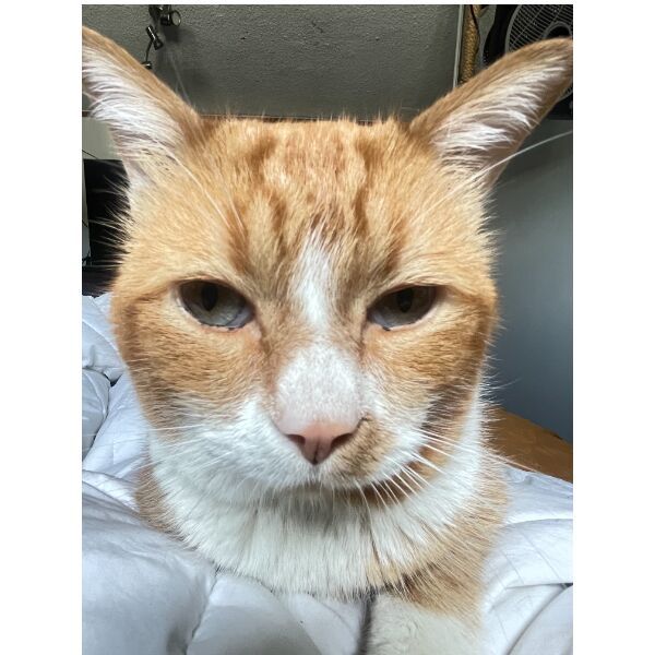 cartel de gato perdido