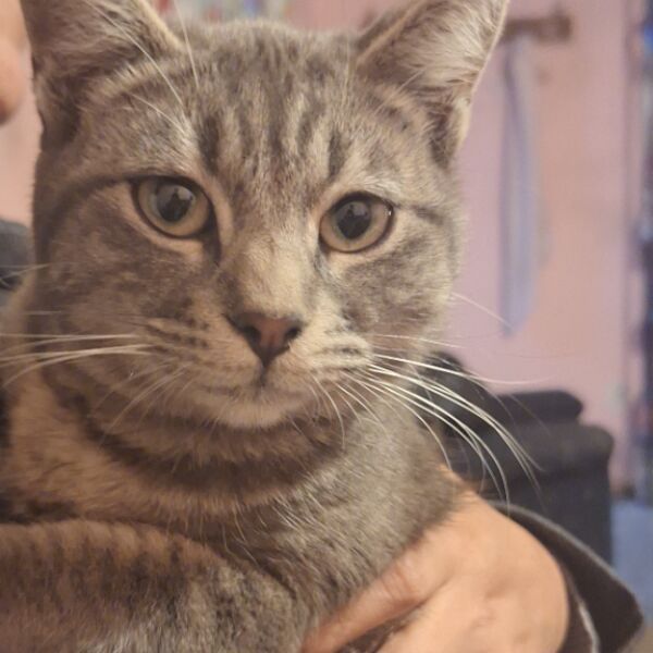 cartel de gato perdido