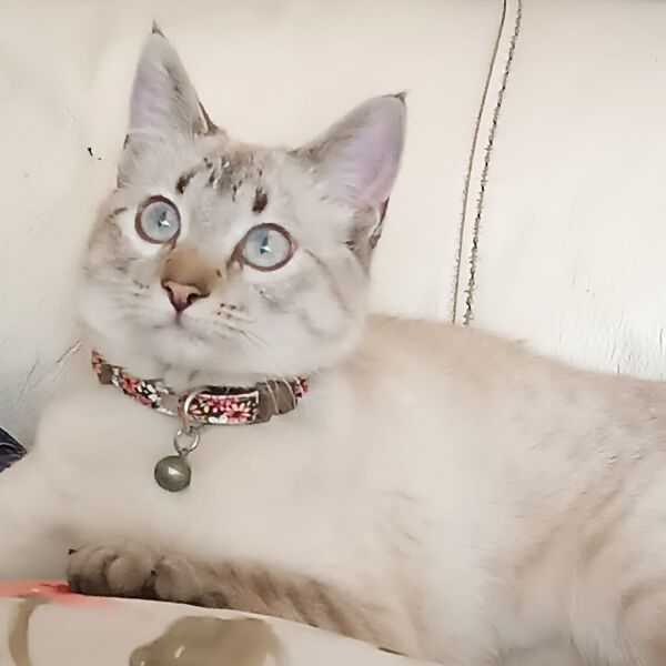 cartel de gato perdido