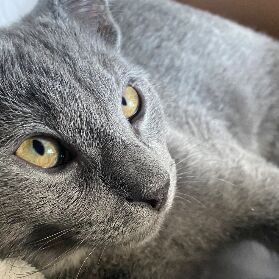 cartel de gato perdido