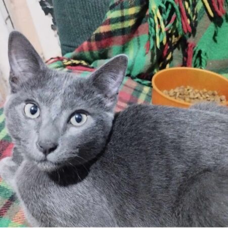 cartel de gato perdido