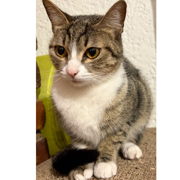 cartel de gato perdido