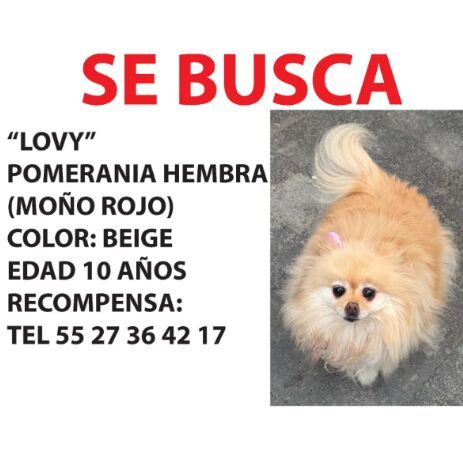 cartel de gato perdido