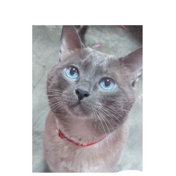 cartel de gato perdido