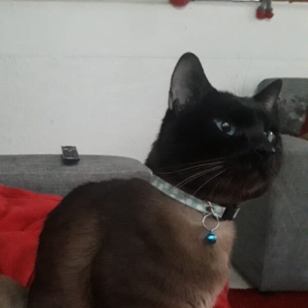 cartel de gato perdido