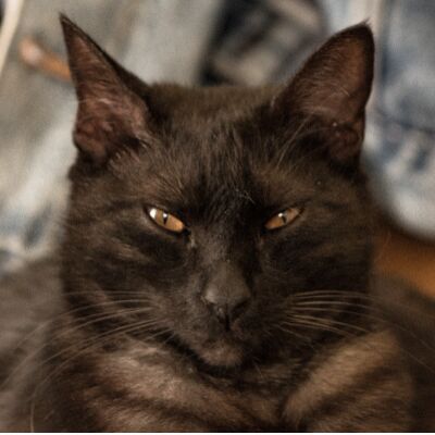 cartel de gato perdido