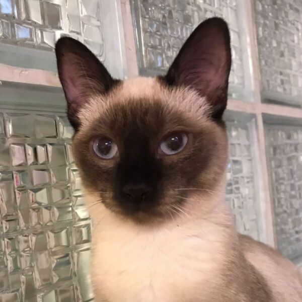 cartel de gato perdido