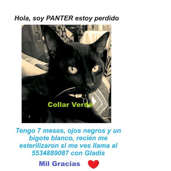 cartel de gato perdido