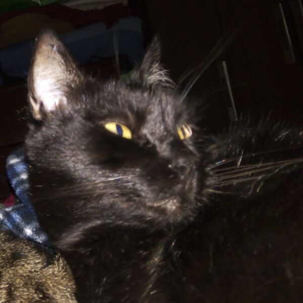 cartel de gato perdido