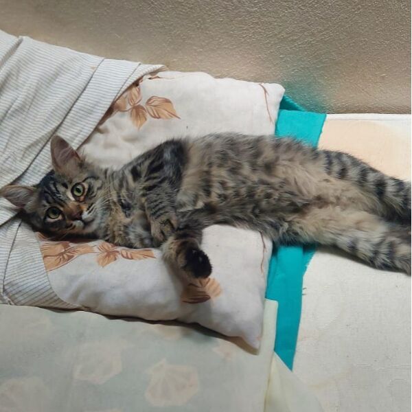 cartel de gato perdido