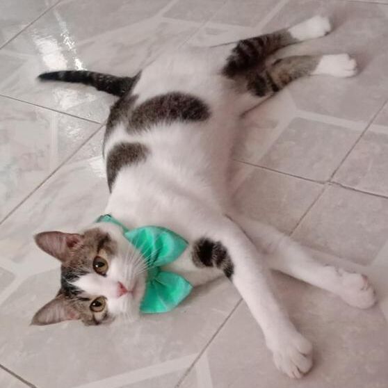 cartel de gato perdido