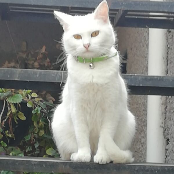 cartel de gato perdido