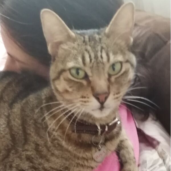 cartel de gato perdido