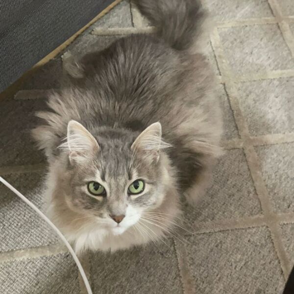 cartel de gato perdido