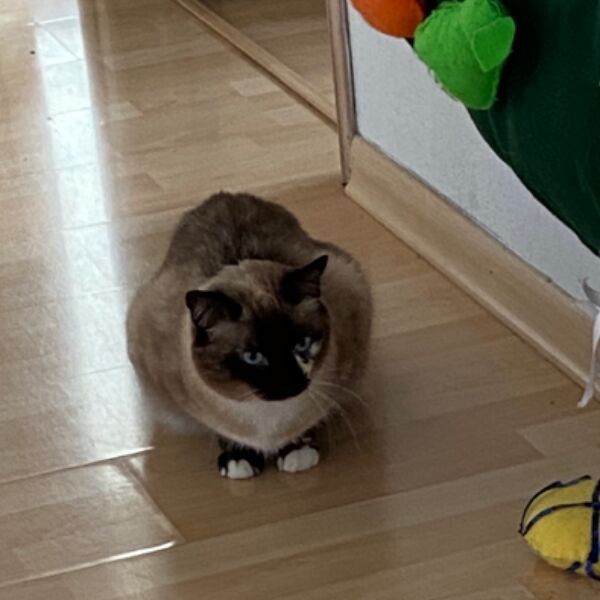 cartel de gato perdido