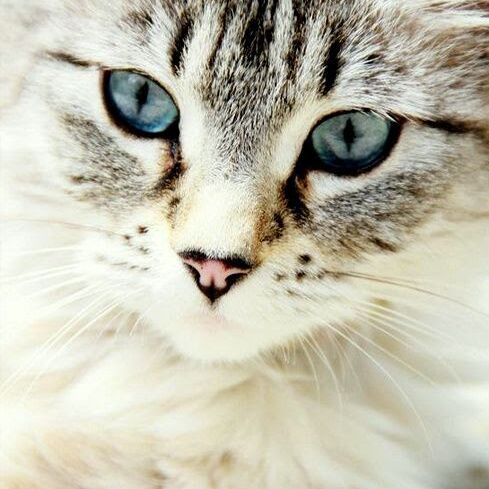 cartel de gato perdido