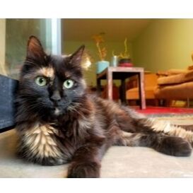 cartel de gato perdido