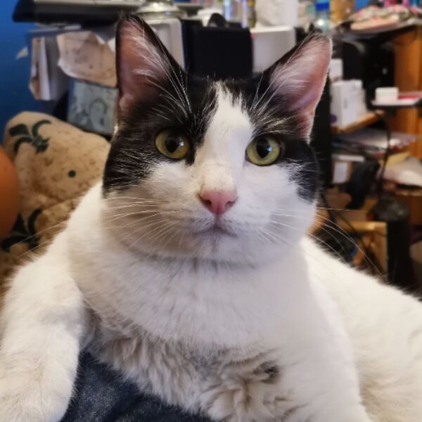 cartel de gato perdido