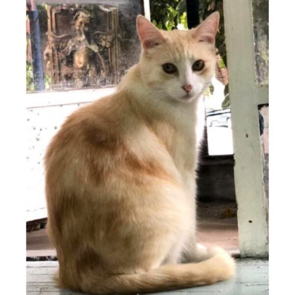 cartel de gato perdido