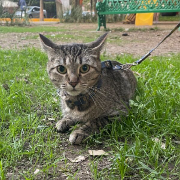 cartel de gato perdido