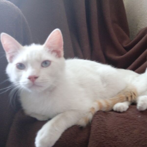 cartel de gato perdido