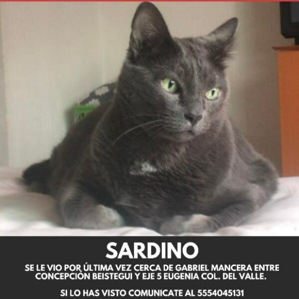 cartel de gato perdido