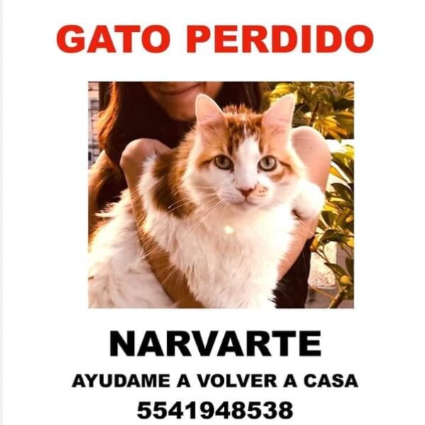 cartel de gato perdido
