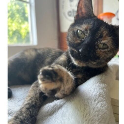 cartel de gato perdido