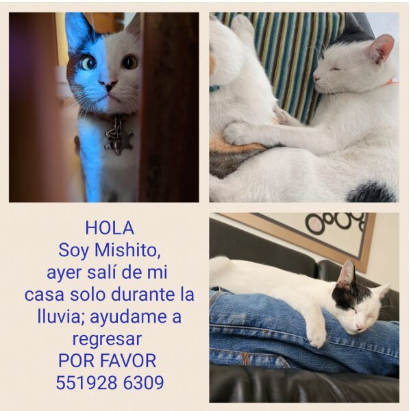 cartel de gato perdido