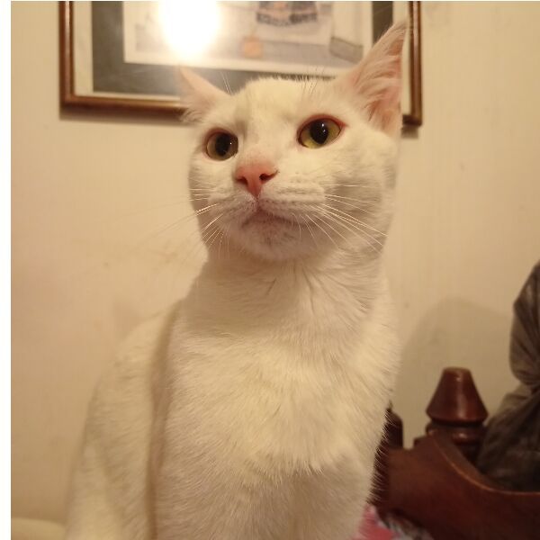 cartel de gato perdido